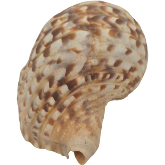 Triton's trumpet shell Charonia tritonis 7.5" - Picture 4 of 7